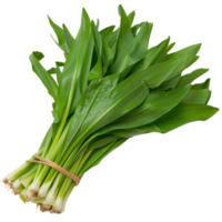 Fresh Green Leeks Bunch with Bright Leaves and Clean Stems Tied with Twine, Perfect for Cooking and Culinary Uses png