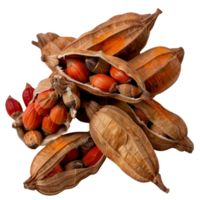 Close-Up of Colorful Seeds Inside Dry, Open Pods on a White Background Ideal for Nature and Botany Illustrations png