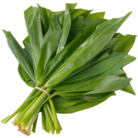 Fresh Green Wild Garlic Leaves Bundle Ready for Culinary Uses, Health Benefits, and Recipe Enhancements in Cooking png