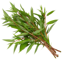 Fresh green leaves bundle on a white background perfect for cooking, herbal remedies, and natural decorations for home png