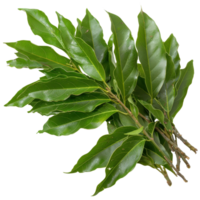Fresh Green Bay Leaves Bundle with Glossy Texture for Culinary and Aromatic Uses in Cooking and Food Preparation png