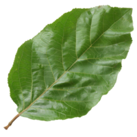 Large, Fresh, Green Leaf Isolated on White Background for Botanical, Natural, and Organic Uses in Design and Photography png