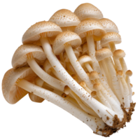 Cluster of Fresh Edible Mushrooms with Light Brown Caps and White Stems Isolated on a White Background png