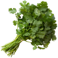 Freshly Harvested Cilantro Bunch with Vibrant Green Leaves on White Background for Culinary and Healthy Cooking Use png
