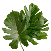 Large Green Leaves on a White Background Displaying Natural Textures and Vibrant Shades of Green for Botanical Use png