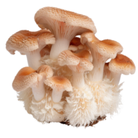 Fresh and Delicate Mushroom Cluster with Creamy Caps and White Fringes on a Natural Background png