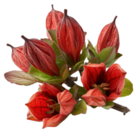 Bright Red Pods and Green Leaves on Branch with Unique Floral Structure, Captivating Nature Detail in Studio Setting png