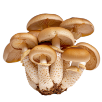 Assorted Brown Mushrooms Cluster with Textured Caps and Stems on a Clean Background for Culinary and Nature Themes png