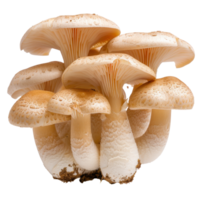Groups of white mushrooms with intricate gills and smooth caps growing on a dark background in natural setting png