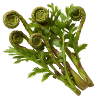 Fresh and vibrant fiddlehead ferns with delicate green fronds on a white background, showcasing nature's beauty and elegance png