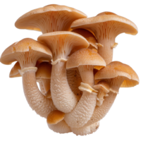 Cluster of Wild Mushrooms with Smooth Caps and Textured Stems on a White Background for Culinary or Nature Themes png