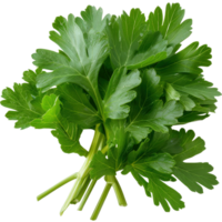 Fresh Green Parsley Bunch with Vibrant Leaves Ready for Culinary Use and Garnishing in Various Dishes and Recipes png