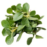Fresh Green Leaves of Purslane with Vibrant Color and Natural Texture for Healthy Cooking and Culinary Delights png