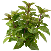 Fresh Green Basil Plant with Vibrant Leaves and Sturdy Stems for Culinary and Gardening Use png