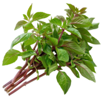 Fresh Green Basil Plant with Vibrant Leaves on White Background for Culinary and Gardening Use png