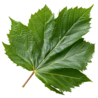 Fresh Green Leaf from Maple Tree Displaying Natural Texture and Vibrant Colors for Nature-themed Projects and Designs png