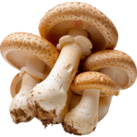 Fresh Brown Mushrooms Stacked Together with Smooth Caps and Exposed Stems on a White Background for Culinary Use png
