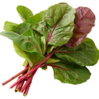 Fresh Green and Red Swiss Chard Leaves with Bright Stems on White Background png