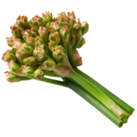 Fresh vibrant green onion stalks with delicate flower buds ready for culinary use and garnishing in various dishes png