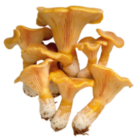 Vibrant Chanterelle Mushrooms Displaying Unique Texture and Color in Natural Setting with Earthy Background png