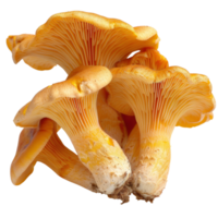 Fresh Chanterelle Mushrooms with Vibrant Yellow Color and Unique Shape on White Background for Culinary Inspiration png