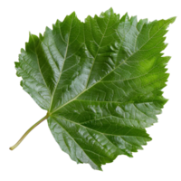 Detailed and Vibrant Green Leaf Isolated on White Background Showing Natural Texture and Intricate Veins png