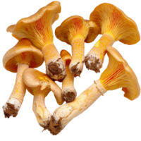 Fresh and Vibrant Chanterelle Mushrooms Displayed on a White Background for Culinary and Nature Photography png