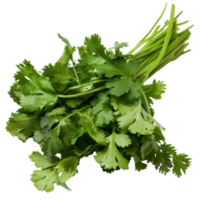 Fresh Green Cilantro Leaves on a White Background for Culinary and Herbal Uses in Cooking and Garnishing Dishes png