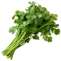 Fresh cilantro bunch with vibrant green leaves, ideal for culinary uses and garnishing dishes in various cuisines png
