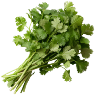 Fresh Green Cilantro Leaves Bunch Isolated on White Background for Culinary and Herbal Uses png