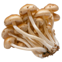 Fresh delicate mushrooms clustered on a white background showcasing beige caps and slender white stems, ideal for culinary use png