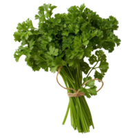 Fresh Green Cilantro Bunch Tied with Twine on White Background in Natural Light for Culinary Use and Cooking Preparation png