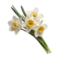 Fresh White Daffodils with Yellow Centers on Green Stems, Bright and Cheerful Spring Flowers in Natural Light png