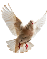 Beautiful Dove in Flight with Graceful Wings and Soft Feathers, Symbolizing Peace and Freedom in Nature png