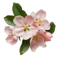 Pink Apple Blossom Flowers with Green Leaves and Water Drops Set Against a White Background png