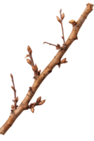 Close-Up of a Tree Branch with Buds Ready to Bloom in Spring Season, Isolated on a Transparent Background png