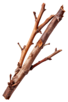 Natural Twigs and Branches Isolated on White Background for Organic and Rustic Design Projects png
