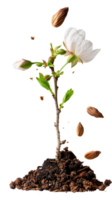 Seedling Growing with Almonds and Flower Petals on Dark Soil with Falling Almonds and Natural Elements All Around png