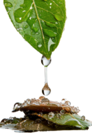 Fresh Water Droplet Hanging from Green Leaf Above Smooth Pebbles with Glimmering Bubbles in Tranquil Setting png