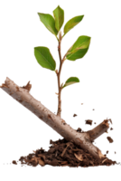 Young Plant Growing from Soil with Fresh Leaves and Branches Against a White Background for Nature and Growth Themes png