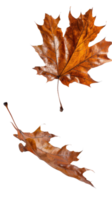 Two Fallen Autumn Leaves Displaying Rich Orange and Brown Hues Isolated on a Transparent Background for Seasonal Themes png