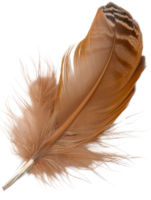 Soft and Delicate Brown Feather with Intricate Patterns Isolated on White Background for Nature and Organic Themes png
