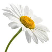 Single white daisy flower isolated on black background png