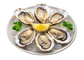 Six fresh oysters on ice with lemon png