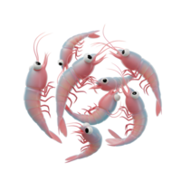 Animated Shrimp Grouped Together on White Background for Fun Display png