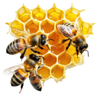 Honeycomb Bees Close Up Macro on transparent background. png