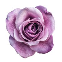 Elegant Purple Rose Flower in Bloom on transparent background. png