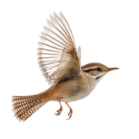 Wren in Flight Natures Essence on transparent background. png