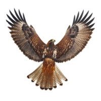 Majestic Brown Hawk in Flight Aerial View on transparent background. png