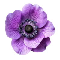 Elegant Purple Anemone Flower Flora on transparent background. png
